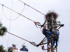 A Carpi intervento di E-distribuzione a tutela dell’avifauna e della sostenibilità ambientale