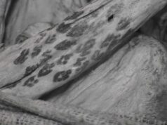 Modena, il tatuaggio riscoperto tra le Genti di Ancón