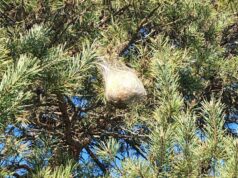 Modena, processionaria del pino: occorre rimuovere i nidi dagli alberi