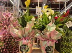 Prevenzione e cura oncologica: al via la campagna coop “Verde Speranza”