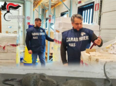 Chiuso in provincia di Bologna un laboratorio di catering infestato da ratti