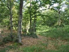 Diversità oscura: come l’impronta umana cancella la biodiversità