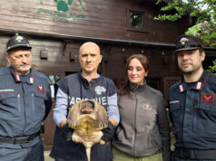 Formigine: sequestrato un esemplare di Tartaruga alligatore pericolosa per l’incolumità pubblica