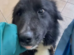 Orrore a Modena: uomo taglia la coda al proprio cane. Scatta il sequestro