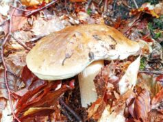 Al via la raccolta funghi 2025 in provincia di Modena