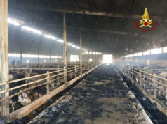 Stalla a fuoco a Castel San Pietro: quasi 400 bovini coinvolti