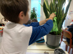 Piante da interni nelle aule delle scuole di Mirandola