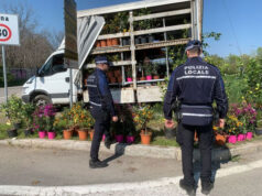 Bologna: piante di agrumi, bouganville e felce sequestrate ad un venditore abusivo