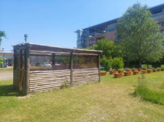 Nasce il nuovo apiario dell’Università di Bologna (e produrrà il miele dell’Alma Mater)