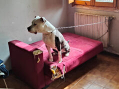 Bologna: Argo, molosso abbandonato legato a una catena, sequestrato a Bologna dalle Guardie Zoofile dell’OIPA