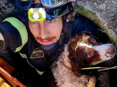 Storie a lieto fine nel modenese per due amici a quattro zampe
