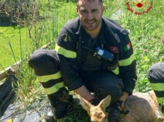 Capriolo incinta bloccato in una staccionata, liberato a Castelnovo Monti dai Vigili del fuoco