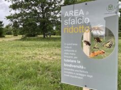 Sfalci ridotti e tutela della biodiversità: al Parco Radici di Amicizia un percorso immerso nel verde