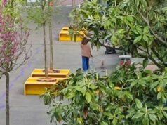 Al Villaggio Artigiano di Modena Ovest si piantano alberi per una città più vivibile e sostenibile