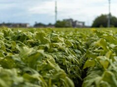 Sigarette illecite in aumento in Ue, Italia modello nel contrasto