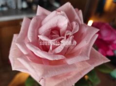 Come abbellire i vostri giardini: sabato incontro pubblico con gli operatori di Solgarden