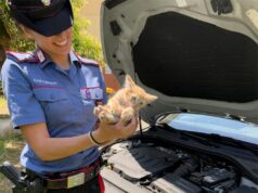 I Carabinieri di Modena San Damaso salvano un gattino incastrato sotto un’auto