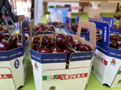 Il 7 e 8 giugno secondo week end di “Vignola, è tempo di ciliegie”