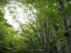 Confindustria Emilia e Riserva della Biosfera Appennino tosco-emiliano: insieme per i Crediti di sostenibilità