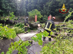 Alberi caduti a seguito del nubifragio: una sessantina gli interventi nel reggiano