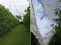 Maltempo, Coldiretti Modena: la mappa dei danni in campagna