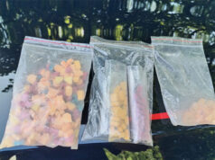 236 pastiglie di Ecstasy, nascoste alla base di una pianta, trovate a Reggio Emilia dai carabinieri