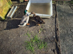 A Bologna liberate due anatre tenute rinchiuse in un recinto condominio, vinte durante una fiera agricola