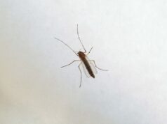 West Nile, Ministero “Monitoraggio e informazioni con il numero 1500”