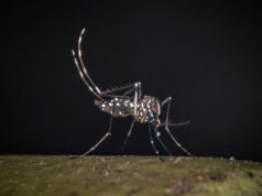 West Nile, al 23 luglio 32 casi di cui 21 in provincia di Latina