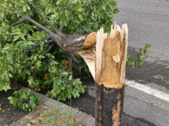 Non c’è due senza… sette (come le piante cadute nella piazza della Chiesa a San Michele)