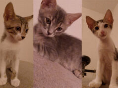 Modena: 5 gattini di due mesi abbandonati davanti al gattile, ora cercano casa