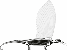 Un nuovo “rettile delle meraviglie” dal Triassico riscrive l’evoluzione della pelle e dei suoi derivati