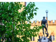 100 alberi nel centro di Bologna. I primi collocati in piazza Nettuno