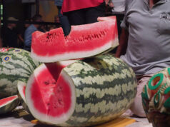 A Novellara si elegge la regina delle angurie