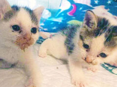 Castelnovo Monti: gattini abbandonati in prossimità di un negozio di animali