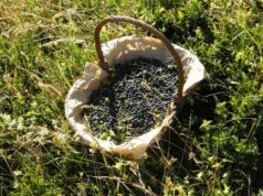 Sabato 26 luglio apre la raccolta dei mirtilli spontanei nel Parco del Frignano