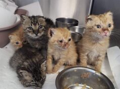 Modena, trovati 5 gattini con le orecchie tagliate vicino alla madre morta. Salvati dalle Guardie OIPA