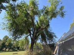 Salviamo l’olmo secolare del Bisamar: via agli interventi straordinari. I volontari lanciano una cena per finanziare i lavori