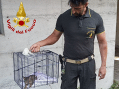 A Reggio pompieri al lavoro tutta la notte per liberare un gattino incastrato in un tubo di scolo