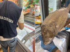 Maxi sequestro di prodotti ittici tra Modena, Parma e Reggio Emilia