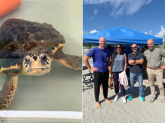 Tartarughe “Caretta caretta”, tre i Centri di recupero lungo la costa emiliano-romagnola