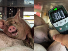 Trasporti di maiali con temperature estreme: bestie costrette a viaggiare con oltre 45 gradi e senz’acqua