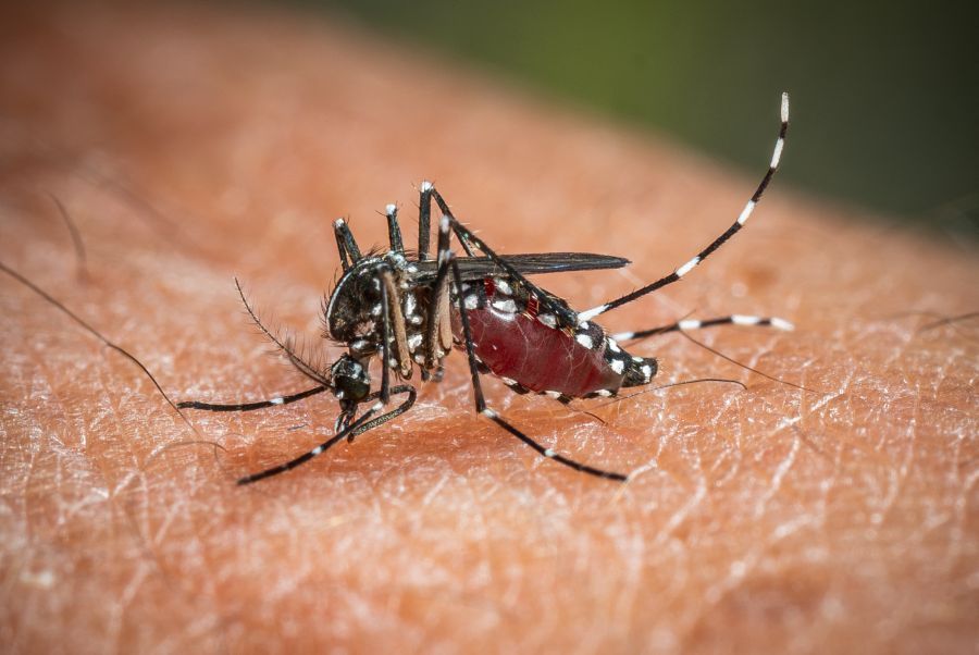 West Nile, da inizio anno 173 casi e 11 decessi in Italia