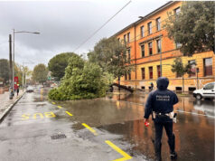 Pini marittimi di via don Minzoni a Bologna, nota dell’amministrazione comunale