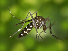 In merito al secondo caso di Chikungunya a Novellara, cosa fare in caso di sintomi
