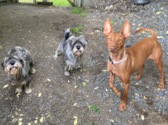 Cercano casa sette cani salvati nel parmense: l’appello dell’OIPA