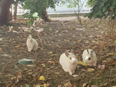 Guastalla: i conigli nani delle scuole medie trovano una nuova casa