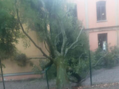 Maltempo a Bologna, crollato nella notte un bagolare di 20 metri