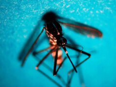 Da inizio anno in Italia 647 casi di infezione da West Nile, 47 decessi
