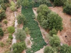 Sequestrate nel Nuorese due tonnellate e mezzo di droga